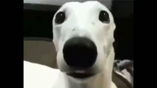 Scared Dog Meme