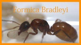 Orange Ants | Formica Bradleyi