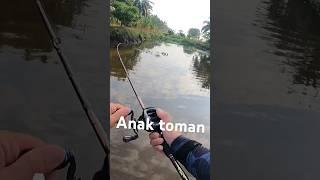 Toman #fishing #fish #shimano #ozmyfishing #boating