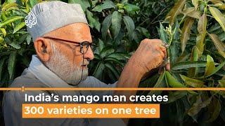 India's mango man creates 300 varieties on one tree