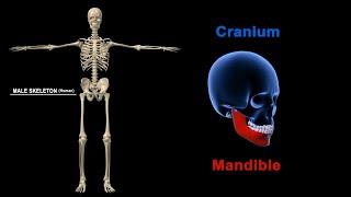 Human Skeletal system parts