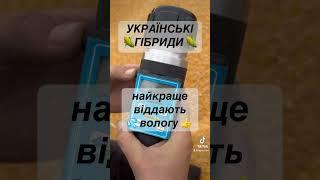 ШВИДКА ВОЛОГОВІДДАЧА КУКУРУДЗИ ДБ ХОТИН ФІЄСТА МЕОТІДА ВИСОКА ПОСУХОСТІЙКІСТЬ