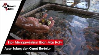 Tips Cara Mengawinkan Ikan Mas Koki yang Benar Agar Cepat Bertelur