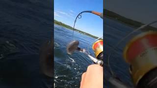 Runner! #fishing #fish #fishingvideo