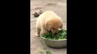 cute dog #short #funny #dog #keshav by rainbow