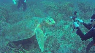 Drift Diving, West Palm Beach, FL