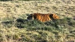 Sedgwick County Zoo - Tiger Stalking