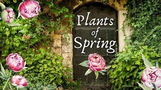The Witchy Herbs & Plants of Spring