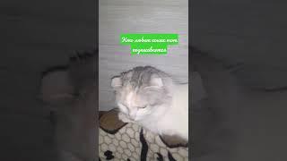 Кошка На Диване#Short#Матвей Game#Кошка