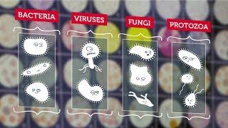 What Are Microbes? | RMIT University