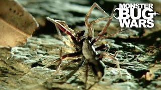 White Tail Spider Vs Cellar Spider | MONSTER BUG WARS