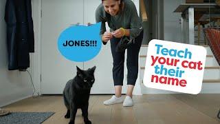 Teach Your Cat Their Name And To Come