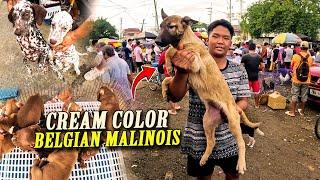 MABENTA ANG GUARD DOG SA PET MARKET NG BOCAUE, BULACAN