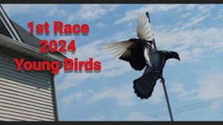 Not what I expected for 1st Race 2024 Young Birds! It's Pigeon Racing