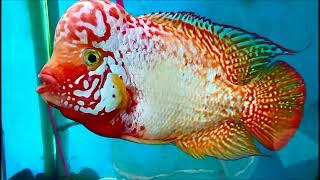 Beautiful White Orange King Kamfa Flowerhorn Cichlid | Flowerhorn Boss