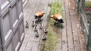 Ruddy Shelduck. Рыжая утка Огарь. Первый выход на природу