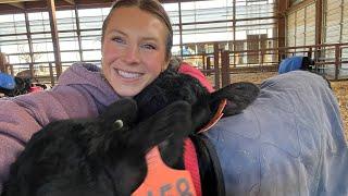 Daily Afternoon Calf Barn Routine  + Fall Tillage Highlights  | Winter Life on the Farm