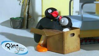 Pingu in a Box!  | Pingu - Official Channel | Cartoons For Kids