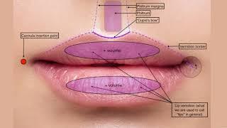 4  Lips anatomy