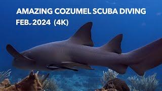 AMAZING COZUMEL SCUBA DIVING FEB 2024  {4K}