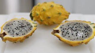 How to Eat Yellow Dragon Fruit (Pitahaya, Pitaya) | Taste Test