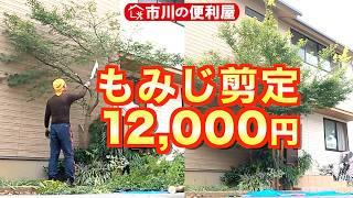 【もみじ剪定】樹高５ｍ紅葉をコンパクトに｜千葉県市川市の便利屋！各作業料一覧、お問い合わせ先は概要欄をご覧下さい！