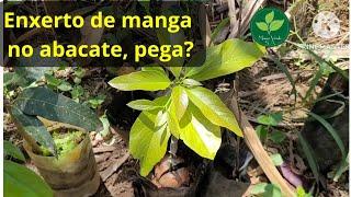 Posso ENXERTAR MANGA NO ABACATE? Até que tamanho posso FAZER ENXERTO numa planta? #enxertodeabacate