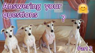 Answering Your Whippet Questions part 2