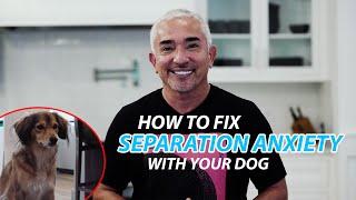 Explaining How To Fix Separation Anxiety With Your Dog