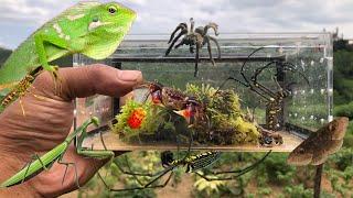 This big chameleon bite me very hard‼️catch red claw crab, tarantula, chameleon, golden orb spider