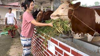 HAMPIR GILA KARENA GAGAL JADI LURAH, sekarang sukses beternak sapi