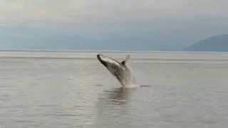 Кит на Аляске - Whale in Alaska
