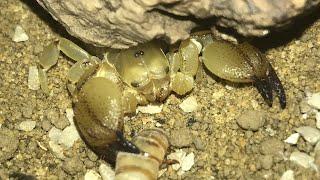 Israel Large Claw Scorpion Feeding