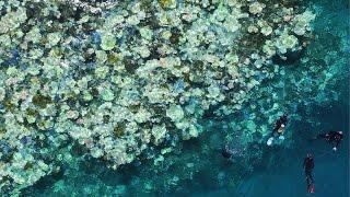 Climate change kills coral in Okinawa, South Japan