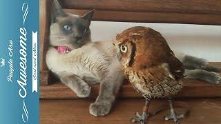 Cute Owls Compilation HD