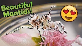 Unboxing Praying Mantises Bred by a 9-Year-Old!