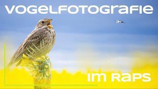Vögel im Raps fotografieren - Naturfotografie / Vogelfotografie - Tutorial