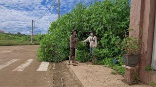 3 Meter HIGH Weeds! The Cleanup is full of DANGERS and Challenges