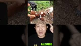 KEPALA BONEKA KELUARKAN BAU BANGKAI, AKHIRNYA... | TikTok Kaleb Andri #shortvideo #alurcerita