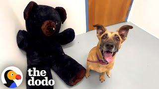 Dog Who's Been In The Shelter Four Years Gets New Toys | The Dodo