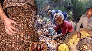 Las CASTAÑAS. Recolección, conservación y elaboración de este fruto | Oficios Perdidos | Documental