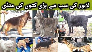 Dogs Ki Mandi, Lahore 5 jan | Tollinton Market Lahore | MMB pet lover | Special Dog Market | Dogs