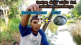 EXPERIMENT  LUMUT CAMPUR ESSEN WALANG SANGIT//UMPAN MANCING IKAN NILA