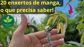 NÃO FAÇA ENXERTO DE MANGA NO SOL sem ver esse vídeo! #comofazerenxertodemanga #enxertodemanga