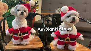 WHITE MALTESE PUPPIES CELEBRATING CHRISTMAS  