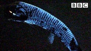 Why this deep sea fish has scientists stumped  - BBC