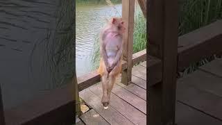 Amazing Monkey : Sitting like a lady