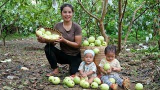 Together with my children, I harvest guavas on rainy days and bring them to the market to sell