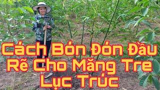 Chi Tiết Cách Bón Phân Đón Đầu Rễ Măng Tre Lục Trúc