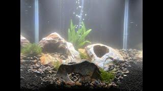 Rainbow Stone Nano Tank Aquascape